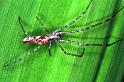 Tetragnatha_ZZ208_RF0723_Z_75_Les Gris_Frankrijk